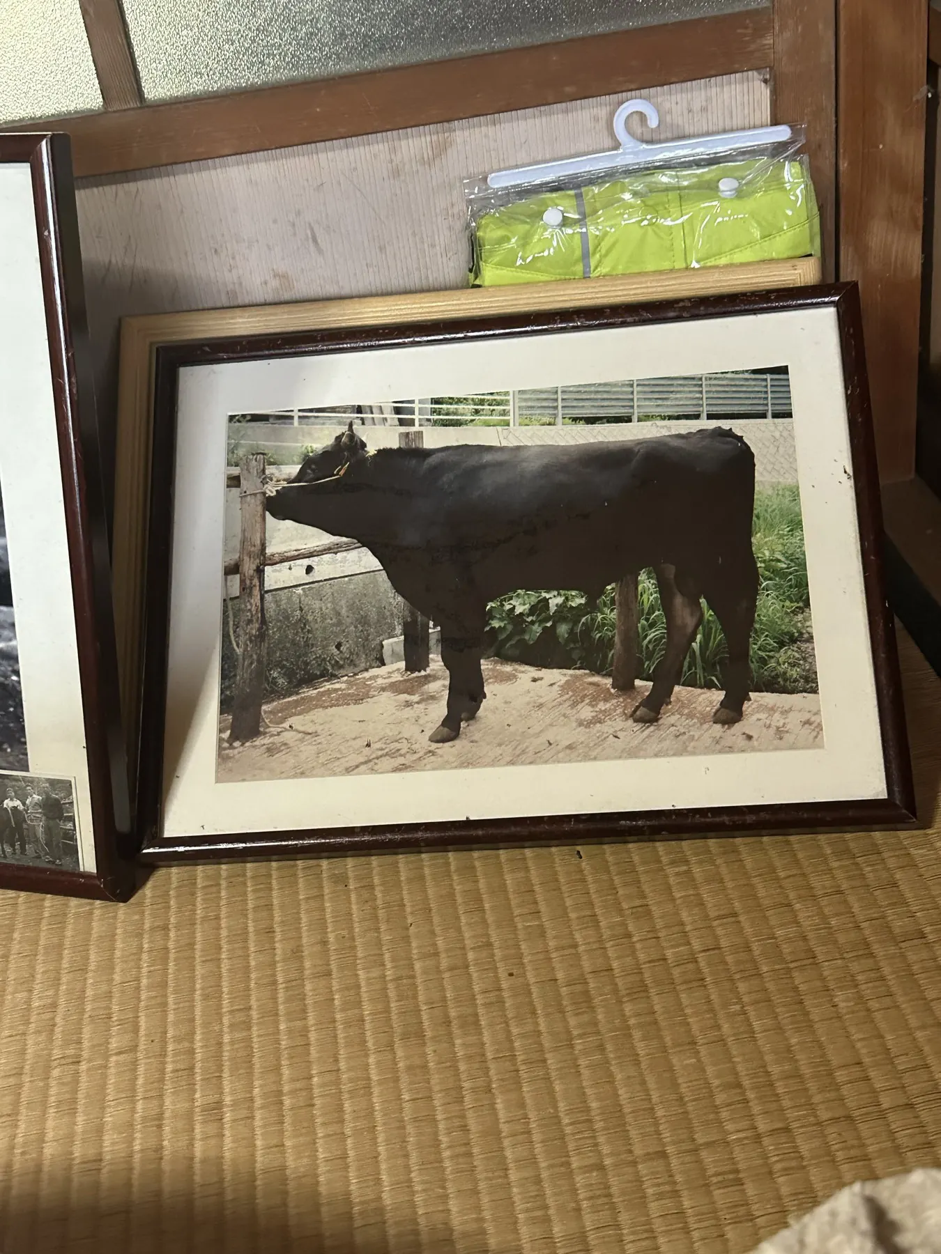 額装された往年の竹の谷蔓牛の写真